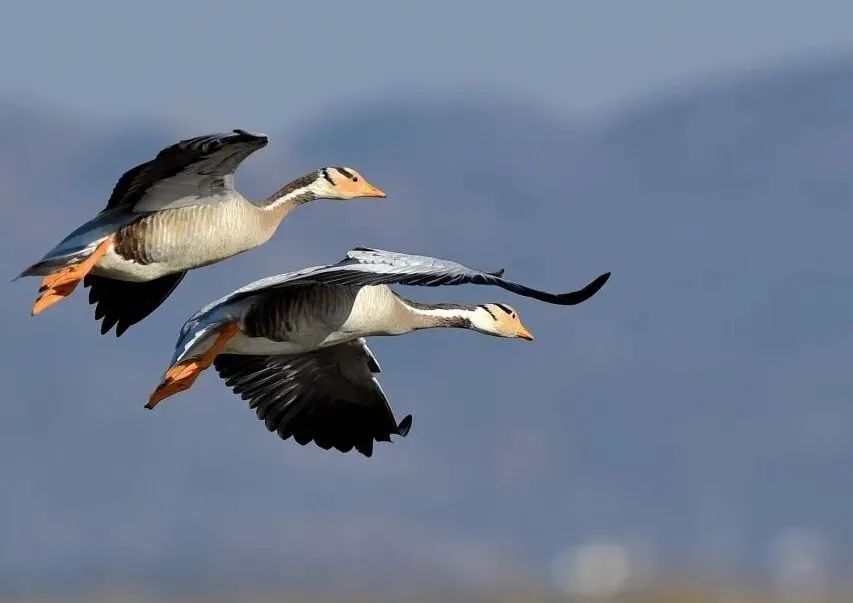 9934a3fa32be5836b381e2d30165ec6b.jpg 9934a3fa32be5836b381e2d30165ec6b.jpg